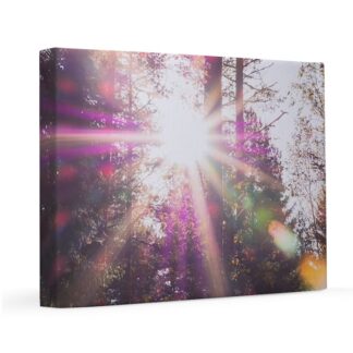 Colorful Sunrays through the trees 11x14 Canvas Print