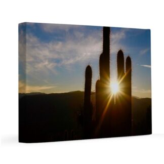 Cactus in the Sun 11x14 Canvas Print