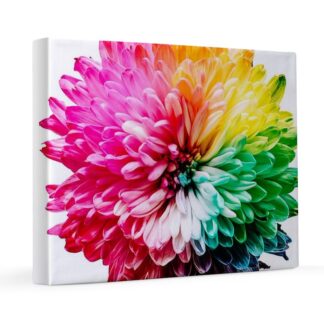 Rainbow Colored Flower 16x20 Canvas Print