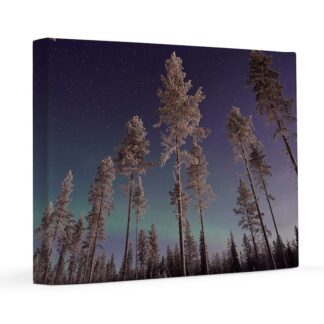 Northern Lights Through Frosty Trees 16x20 Canvas Print