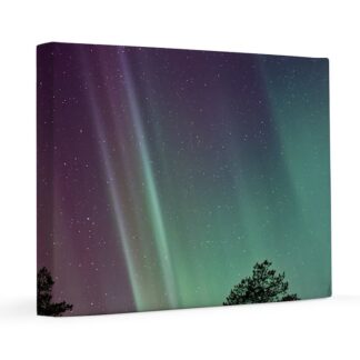 Northern Lights and Pine Trees 16x20 Canvas Print